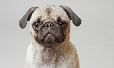 Moonpig to stop selling cards with pugs over animal welfare concerns