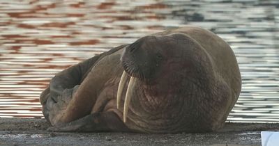 'Thor' the walrus who surprised Blyth residents spotted more than 2,000 miles away in Iceland