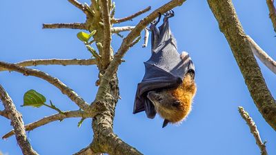 Lost bat habitats key to predicting Hendra virus outbreaks affecting horses