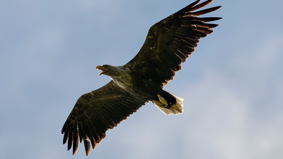 Watch Minnesota eagles work together to protect eggs from winter weather