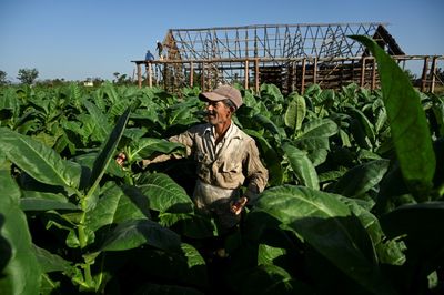 Walloped by hurricane, Cuba's tobacco sector struggles to its feet