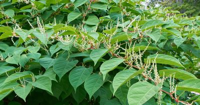 Nine garden plants that could cost you thousands in fines