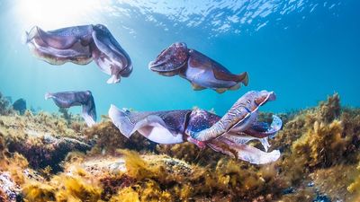 Giant Australian cuttlefish breeding zone added to National Heritage List