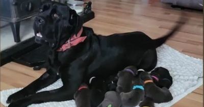 Westmeath dog owner flabbergasted as pet gives birth to record 17 puppies