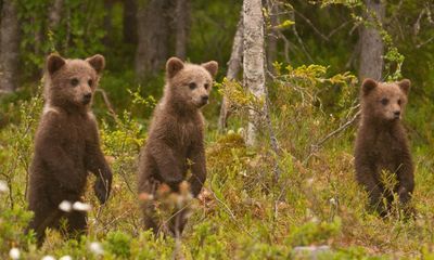 Bear-watching and beyond: six of the wildest adventure holidays in Europe