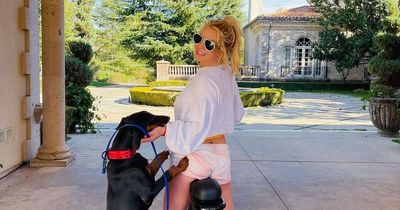 Britney Spears 'warned' by animal control after her dog escapes and 'bites' elderly man