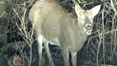 Outdoor notes: Pre-dawn doe, sandhill cranes, bison, Illinois deer harvest, bear dens