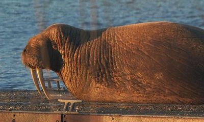Walrus nicknamed Thor spotted in Iceland after leaving UK