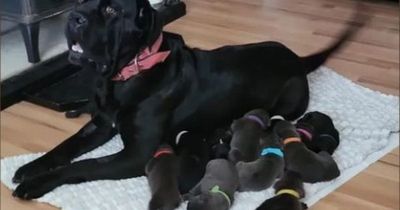 Dog owner baffled as pet gives birth to record-breaking number of puppies