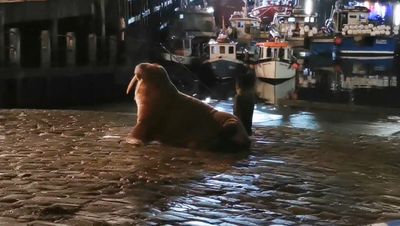 Thor the walrus spotted in Iceland after leaving UK