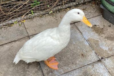 ‘Plump’ duck rescued from train in London and named Jack