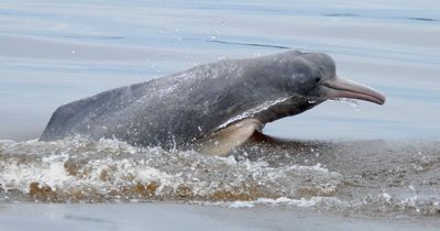 Wild dolphin attacks Brit swimming in Bolivia leaving her fighting for life