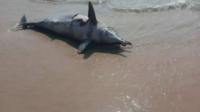 Dolphin carcass washed ashore at Karnataka's Tannirbhavi beach