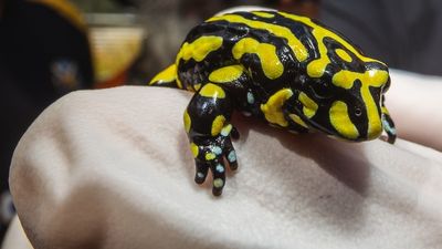 Second batch of endangered southern corroboree frogs released in Kosciuszko National Park since fires