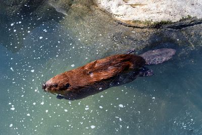 Why beaver is a "fish" during Lent