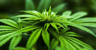 Third of Brits would opt for medical cannabis to treat mental health conditions