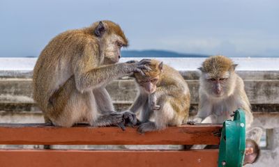 Thailand’s missing monkeys: why did hundreds of rhesus macaques vanish from a temple?