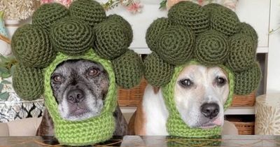 Bored woman crochets dozens of bizarre hats for her dogs