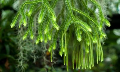 Green and hairy, huperzia is a real delight