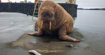 Brit sensation Thor the wandering walrus spotted in Iceland after leaving UK