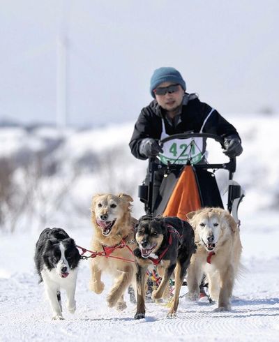 Hokkaido dogsled race held for 1st time in 4 years