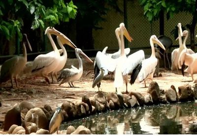 West Bengal: Kolkata's second mini zoo 'Harinalaya' ready to welcome visitors