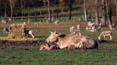 ‘A wake-up call for the industry’: Meat production in France under scrutiny amid climate change
