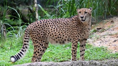South African cheetahs arrive to start new lives in India