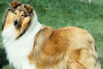 Rough collie latest breed on brink of being declared at risk as numbers decline