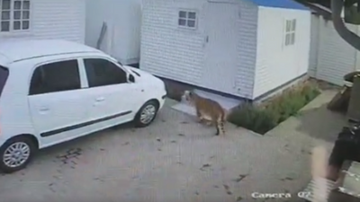 South Africa: Footage of tigers roaming the streets highlights boom in big cat farming