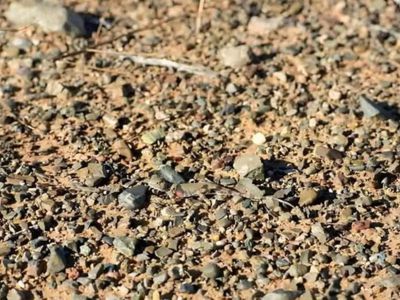 5 second optical illusion challenge! Can you spot the lizard?