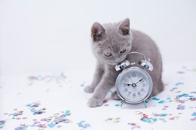 Can Cats Tell Time? Yes, But It's Complicated