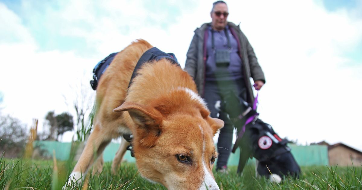 The amazing sniffer dogs dubbed Lexi's Angels' who…