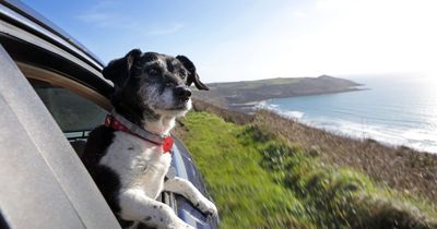 Dogs would be banned from sticking their heads out of car windows under proposed law