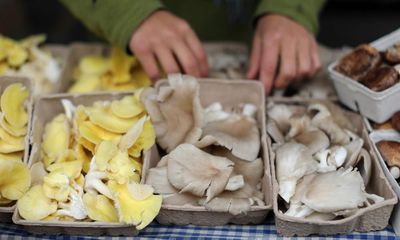 The magic of growing your own mushrooms