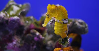 'Selling endangered seahorses for use in medicine may save them from extinction'