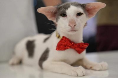 It's a cat's world at Central Ladprao