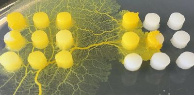 This freaky slime mould from HBO's The Last of Us isn't a fungus at all – but it is a brainless predator