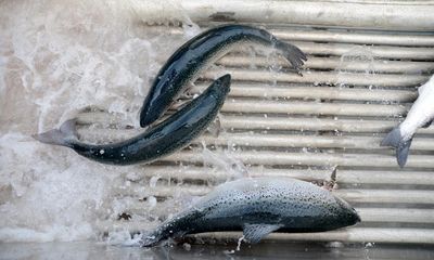 Salmon company Tassal tried to block release of report on antibiotic use, documents show