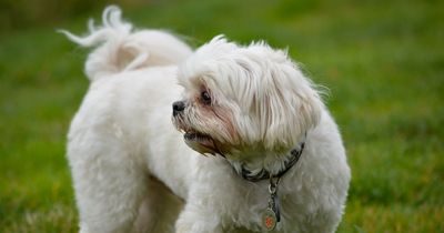 Hidden dog killers that could be lurking in your garden