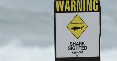 Renewed push to pull shark nets out of Newcastle beaches