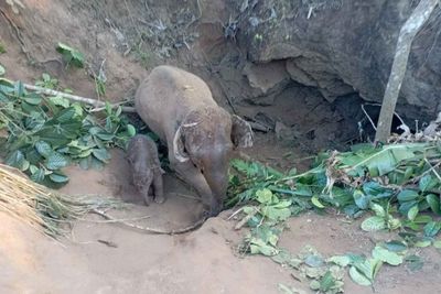 Cow elephant, calf rescued from deep pit