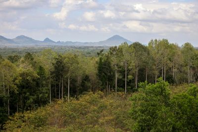 Carbon credits: a contested tool to fight deforestation