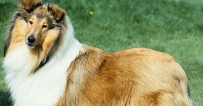 Lassie dogs at risk of disappearing in UK as numbers plunge to 80-year low