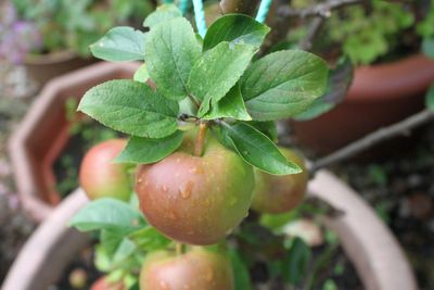 5 of the best fruit trees to grow in pots