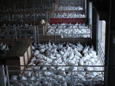 Bird flu: Lateral flow tests could return to UK in outbreaks fear