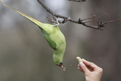 Parakeets on the menu for falcons after pigeons leave London in lockdown