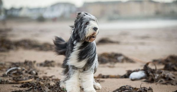 Lassie could be gone fur good as beloved collie dog breed dying out in UK -  Daily Star