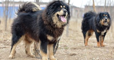 Woman raises 250-pound pet mastiff for two years – then realises it's NOT a dog