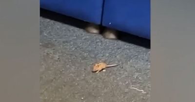 Manchester Airport infestation leaves mice 'jumping all over' cabin crew staff